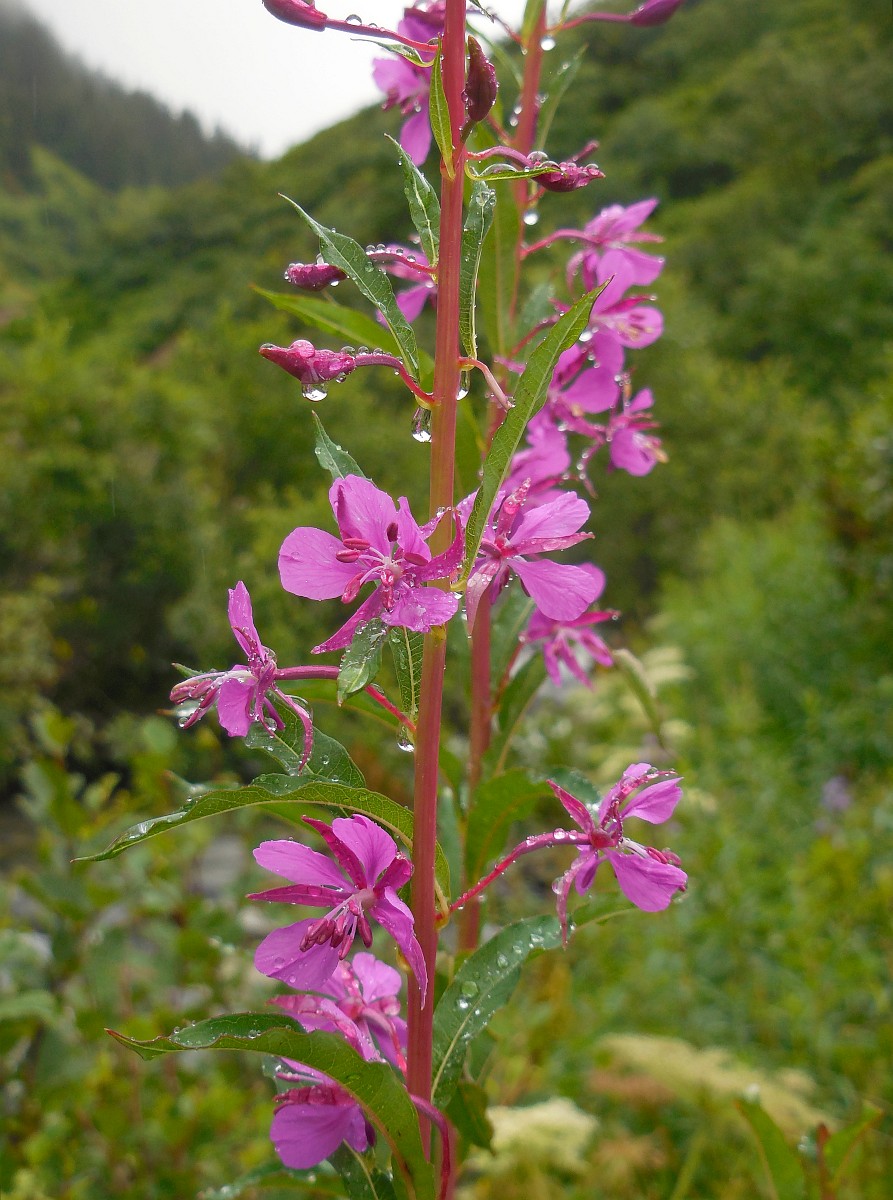 Epilobium Angustifolium Rosebay Willowherb epilobium-angustifolium-rosebay-willowherb